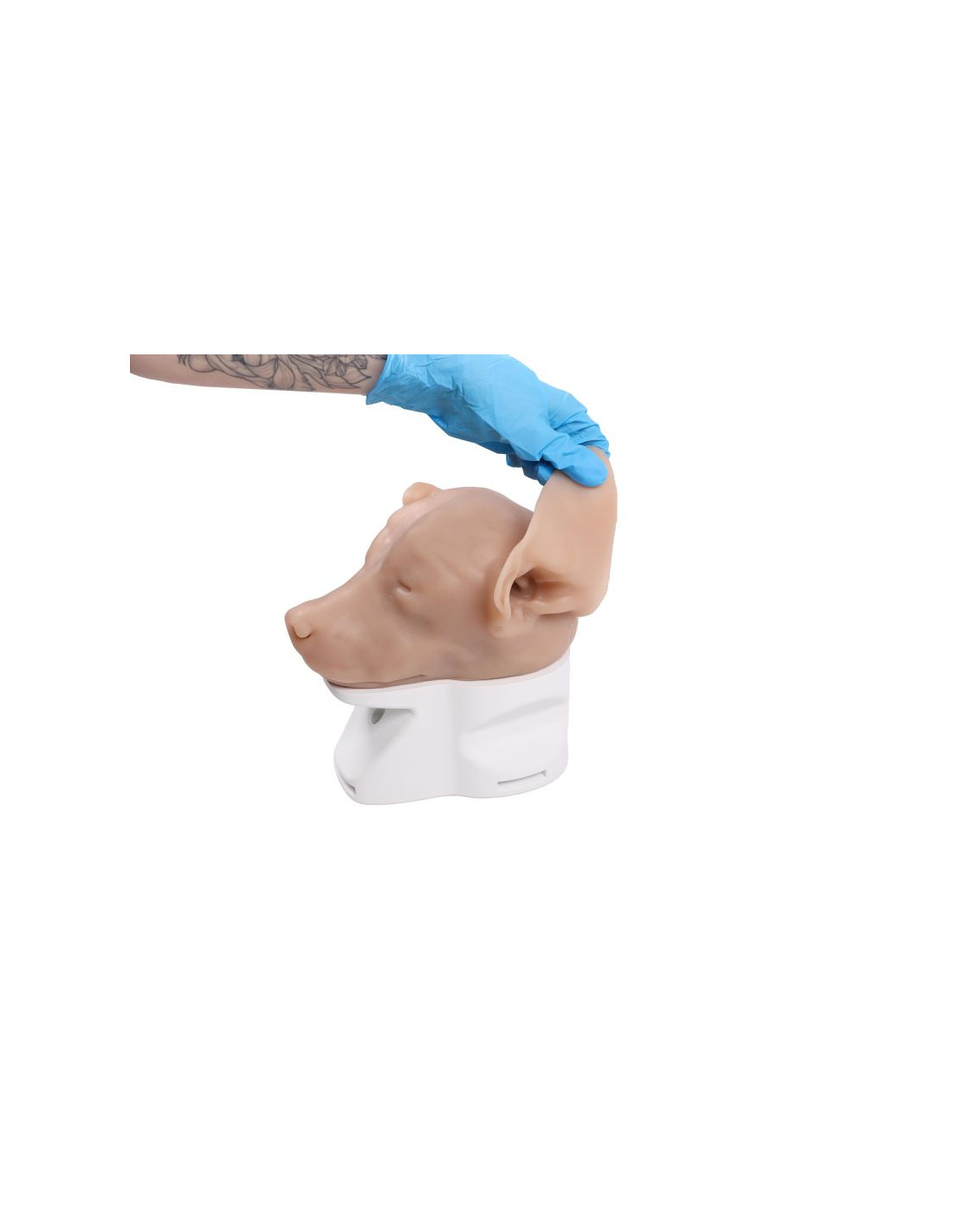 Simulatore per Otoscopia Veterinaria... Simulatore per Otoscopia Veterinaria...