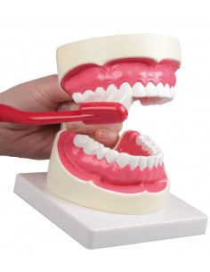 Erler Zimmer, modello...