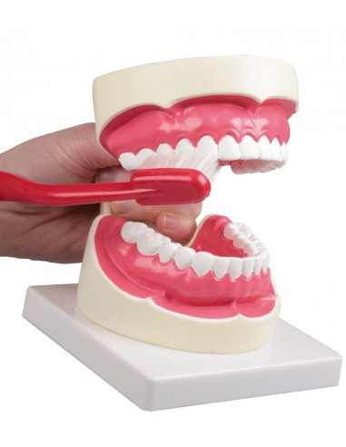 Erler Zimmer, modello anatomico per...