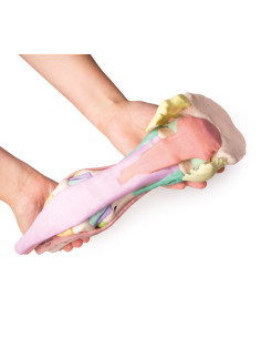 Riproduzione di piede di... 2