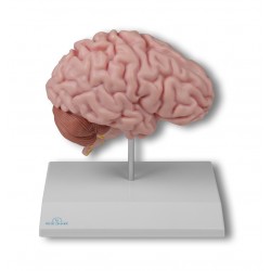 Modelli anatomici Erler... 2