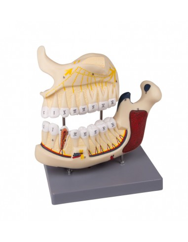 Erler Zimmer, modello anatomico di...