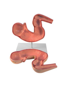 Stomaco di cavallo in scala...