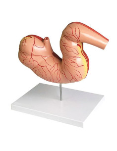 Stomaco di cavallo in scala... 2