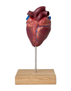 Cuore di cavallo in scala... 2