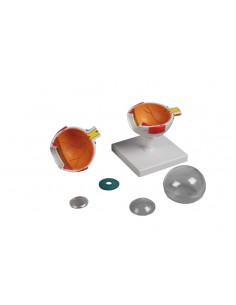 Erler Zimmer,  modello... 2