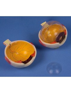 Erler Zimmer,  modello...