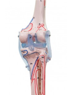 Erler Zimmer, modello...