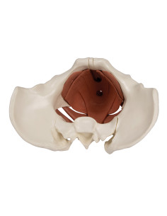 Modello anatomico di bacino... 2