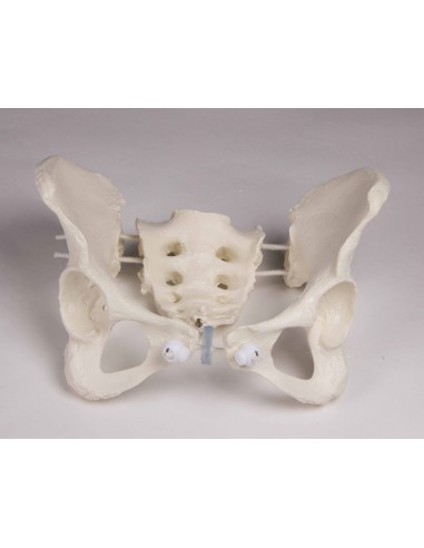 Erler Zimmer, modello anatomico di...