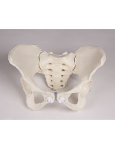 Erler Zimmer, modello... 2