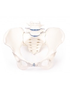 Erler Zimmer, modello...