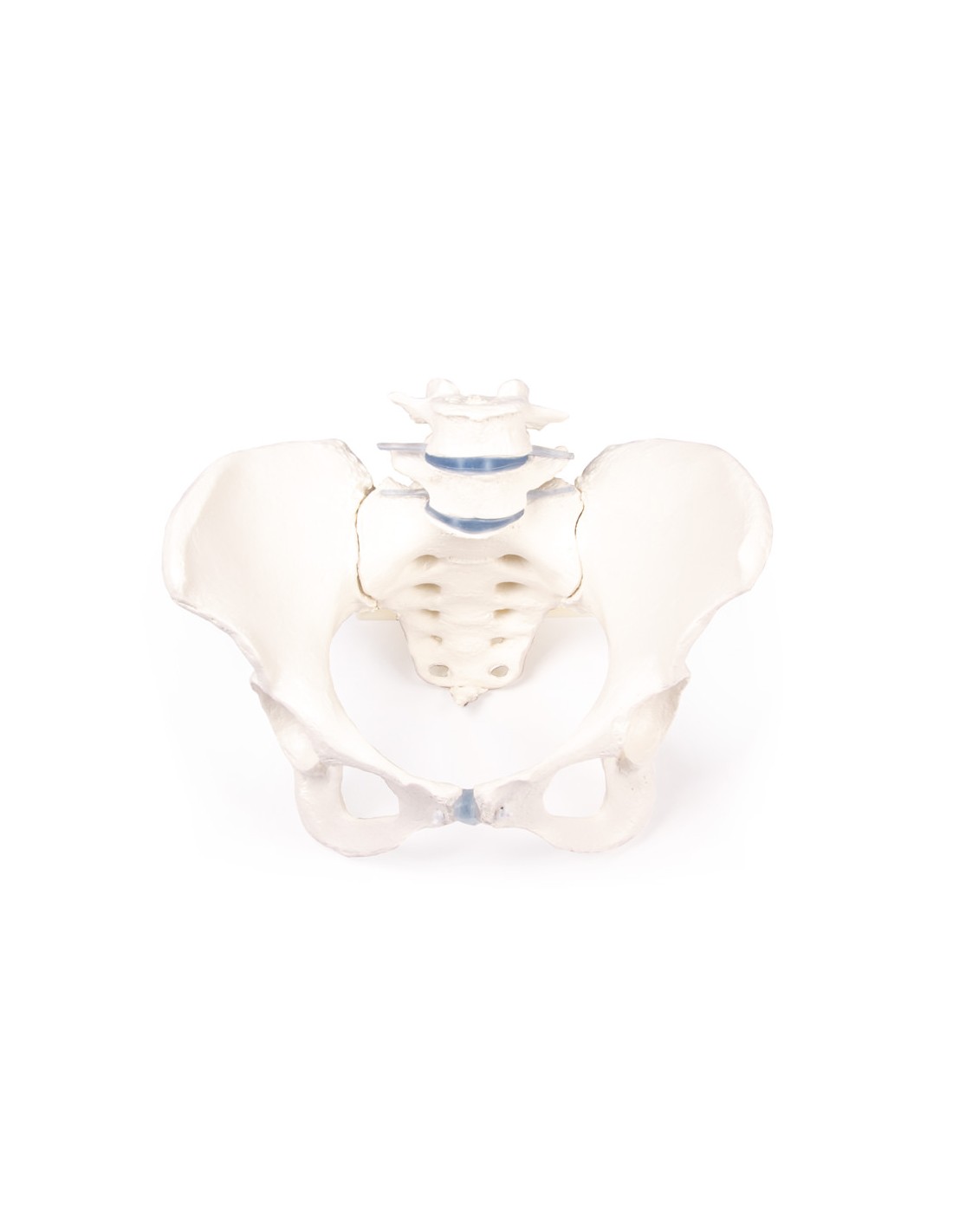 Modello Anatomico Di Bacino Femminile Con Bambino Colcolo | 13,5 Cm Per Insegnamento E Studio Di Ostetricia