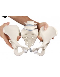 Erler Zimmer, modello di...