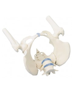 Erler Zimmer, modello...