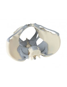 Erler Zimmer, modello...