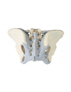 Erler Zimmer, modello... 2