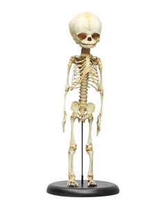 Erler Zimmer, modello di...