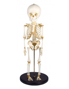 Erler Zimmer, modello di...