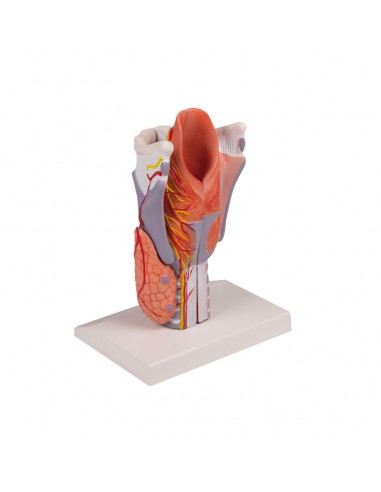 Erler Zimmer, modello anatomico di...