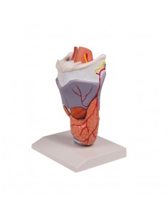 Erler Zimmer, modello... 2