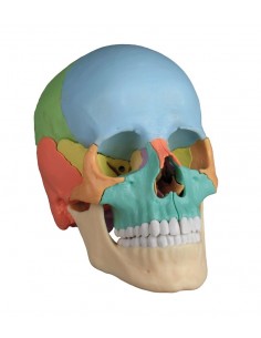 Cranio Erler Zimmer...