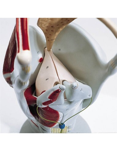 Erler Zimmer, modello anatomico...