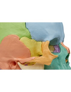 Cranio Erler Zimmer... 2