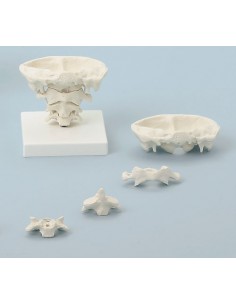 Erler Zimmer, modello di... 2