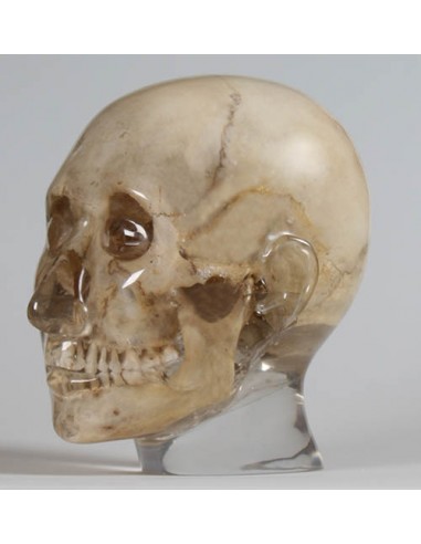 Erler Zimmer, modello anatomico di...