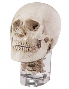 Erler Zimmer, modello...