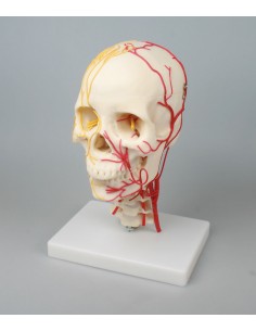 Erler Zimmer, modello...