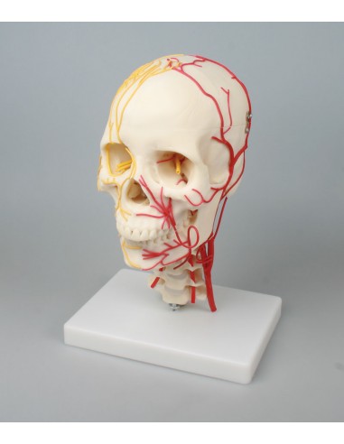 Erler Zimmer, modello anatomico di...
