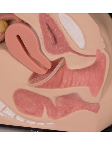 Simulatore per Ginecologia - Organi...