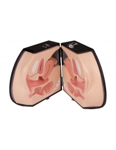 Simulatore per Ginecologia... 2