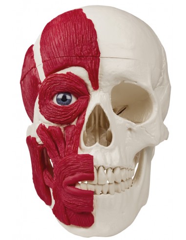 Erler Zimmer, modello anatomico di...