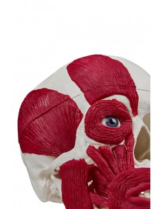 Erler Zimmer, modello... 2