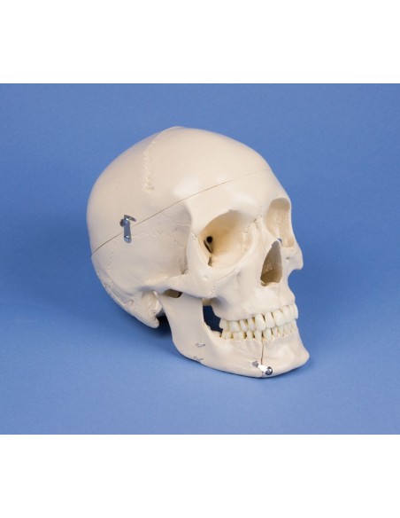 Modello cranio umano scatola cranica struttura medicina anatomia umana anatomico 