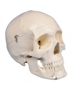 Erler Zimmer, modello...