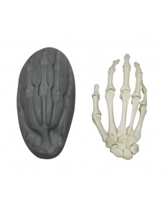 Scheletro della mano a...