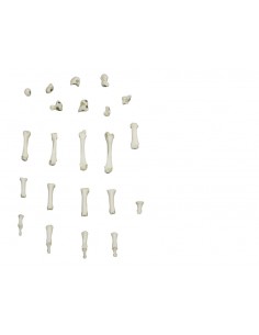 Scheletro della mano a... 2