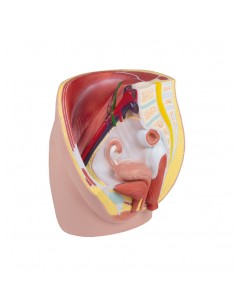 Erler Zimmer, modello...