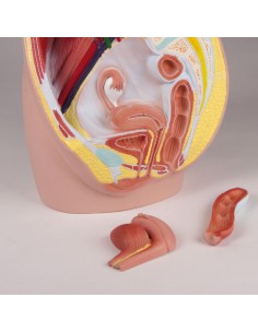 Erler Zimmer, modello... 2