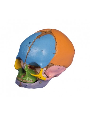 Erler Zimmer, modello anatomico di...
