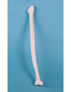 Erler Zimmer, modello...