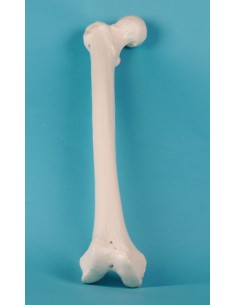 Erler Zimmer, modello...