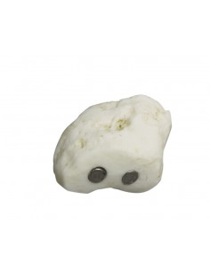 Scheletro del piede a... 2