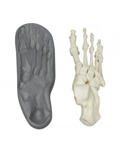 Scheletro del piede a...