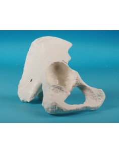 Erler Zimmer, modello...