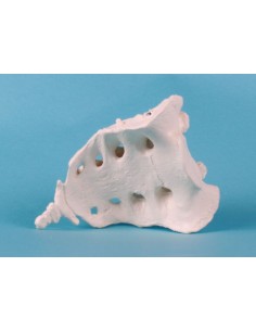 Erler Zimmer, modello...